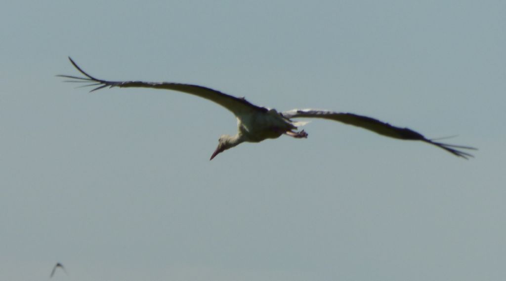 Cicogne Bianche - Nido